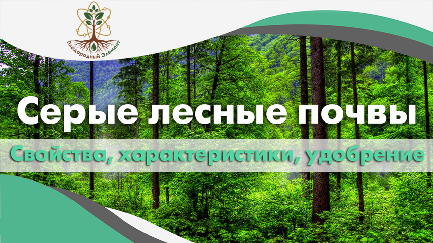 Серые лесные почвы. Свойства, характеристики и удобрение