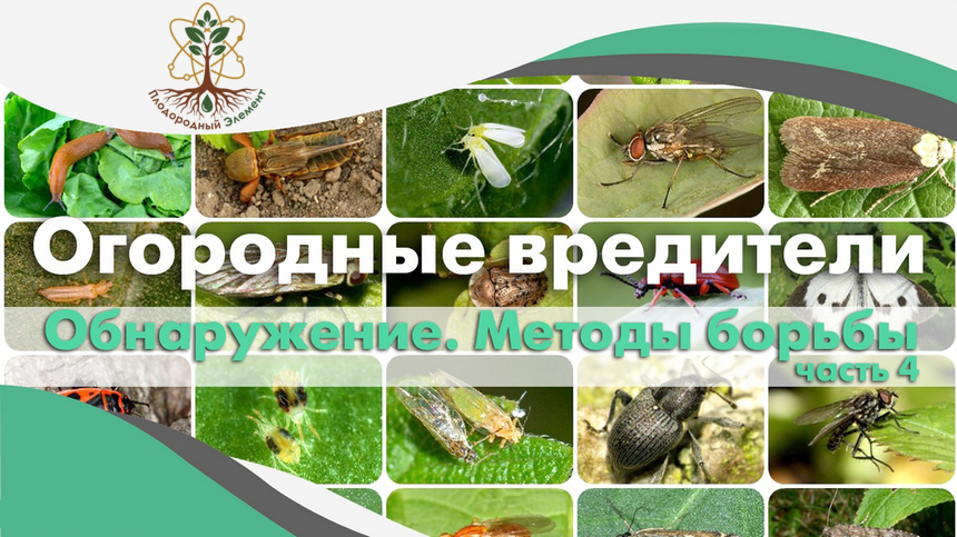 Вредители моркови, петрушки, укропа, сельдерея и свеклы фото. Как обнаружить и бороться