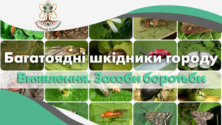 Шкідники моркви, петрушки, кропу, селери і буряка фото. Як виявити і боротися